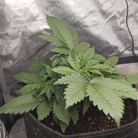 Purple Haze Auto #01. 10 growlog timeline photo