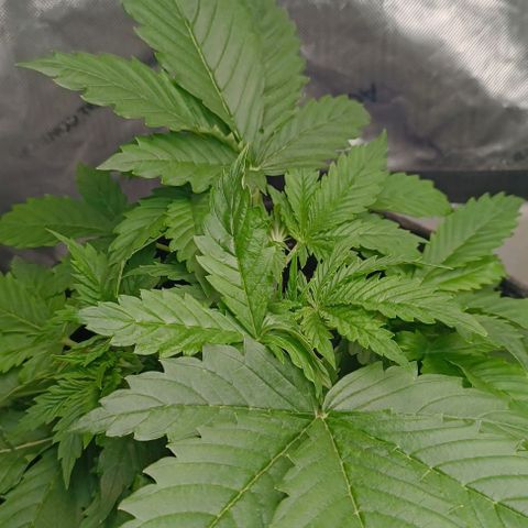 Purple Haze Auto #01. 10 growlog timeline photo