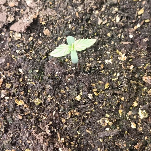 Wedding Cake Auto #03. 02 growlog timeline photo