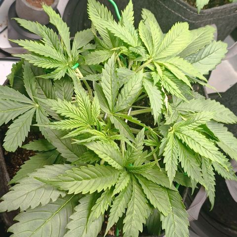 Purple Haze Auto #02. 06 growlog timeline photo