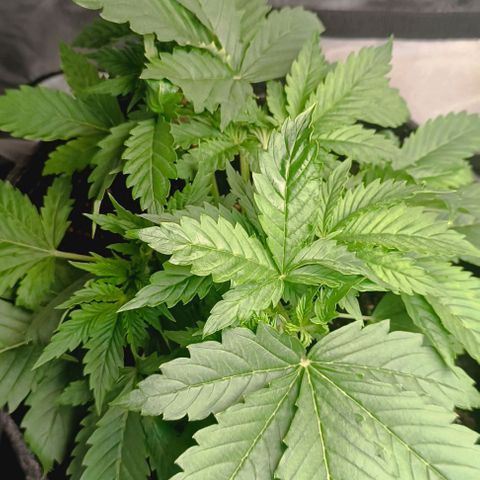 Purple Haze Auto #01. 10 growlog timeline photo