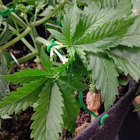 Purple Haze Auto #01. 10 growlog timeline photo
