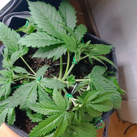 Purple Haze Auto #01. 10 growlog timeline photo