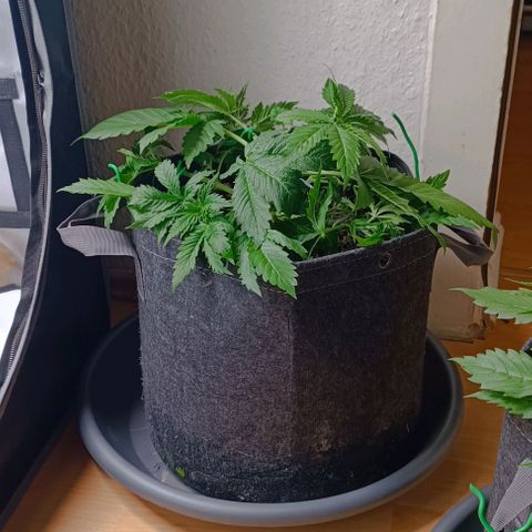 Purple Haze Auto #01. 10 growlog timeline photo