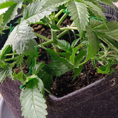 Purple Haze Auto #01. 10 growlog timeline photo