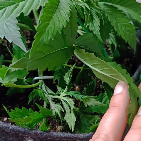 Purple Haze Auto #01. 10 growlog timeline photo