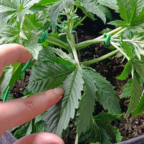 Purple Haze Auto #01. 10 growlog timeline photo
