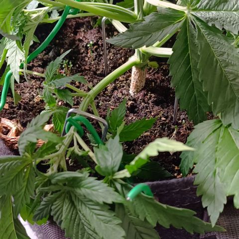 Purple Haze Auto #01. 10 growlog timeline photo