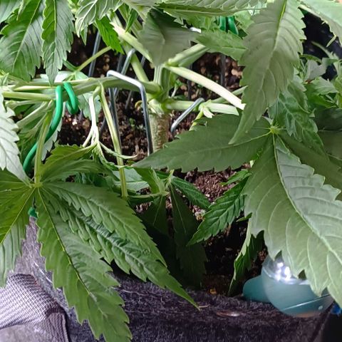 Purple Haze Auto #02. 06 growlog timeline photo