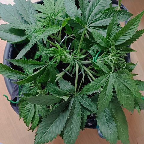 Purple Haze Auto #02. 06 growlog timeline photo