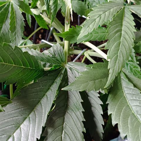 Purple Haze Auto #02. 06 growlog timeline photo