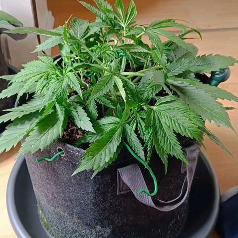 Purple Haze Auto #02. 06 growlog timeline photo