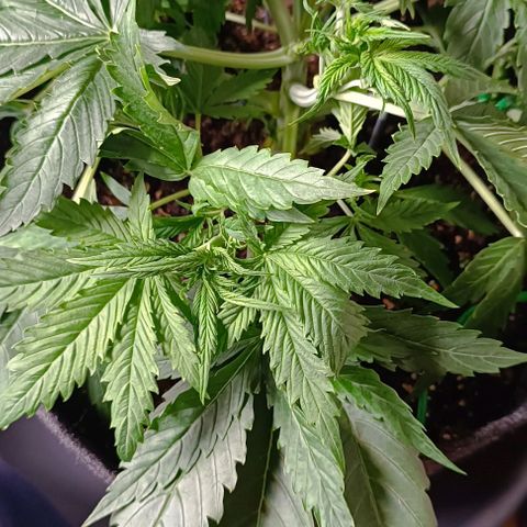Purple Haze Auto #02. 06 growlog timeline photo
