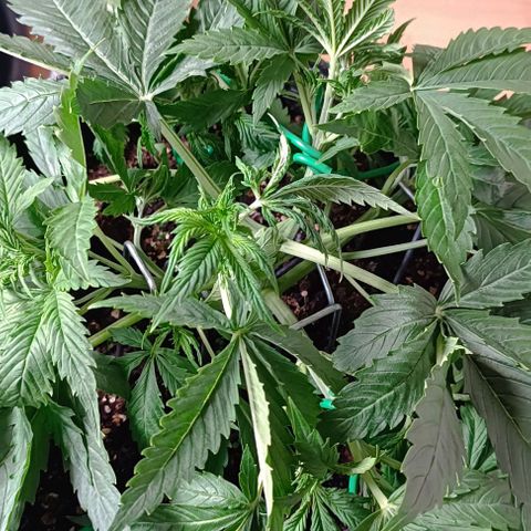 Purple Haze Auto #02. 06 growlog timeline photo
