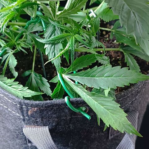 Purple Haze Auto #02. 06 growlog timeline photo
