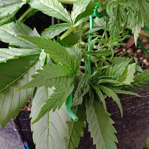 Purple Haze Auto #02. 06 growlog timeline photo