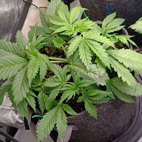 Purple Haze Auto #01. 10 growlog timeline photo