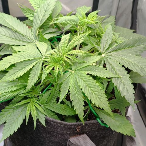 Purple Haze Auto #02. 06 growlog timeline photo