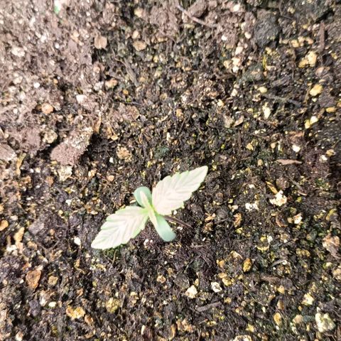 Wedding Cake Auto #03. 02 growlog timeline photo
