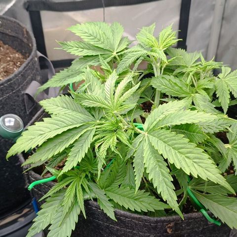 Purple Haze Auto #02. 06 growlog timeline photo