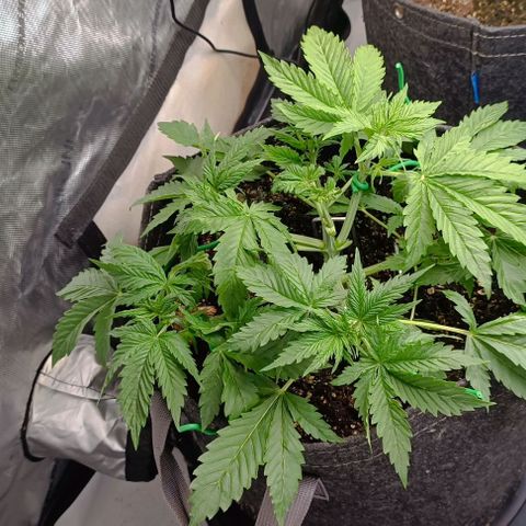 Purple Haze Auto #01. 10 growlog timeline photo