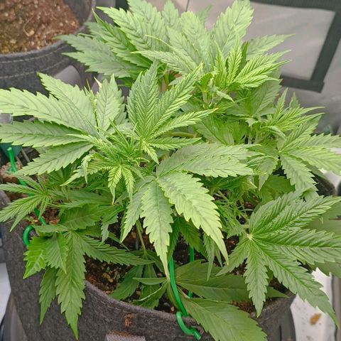 Purple Haze Auto #02. 06 growlog timeline photo