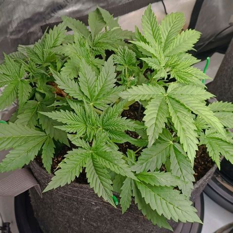Purple Haze Auto #01. 10 growlog timeline photo