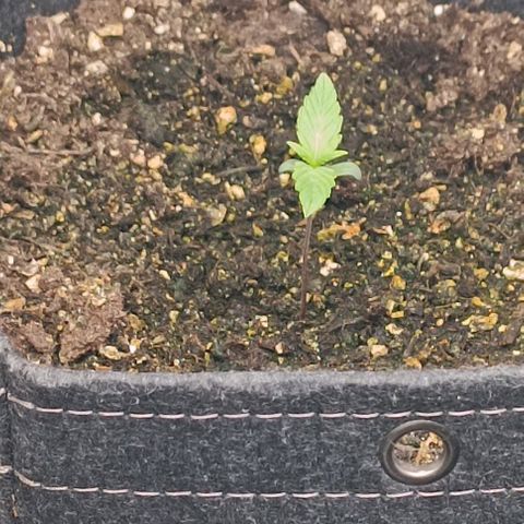 Wedding Cake Auto #03. 02 growlog timeline photo