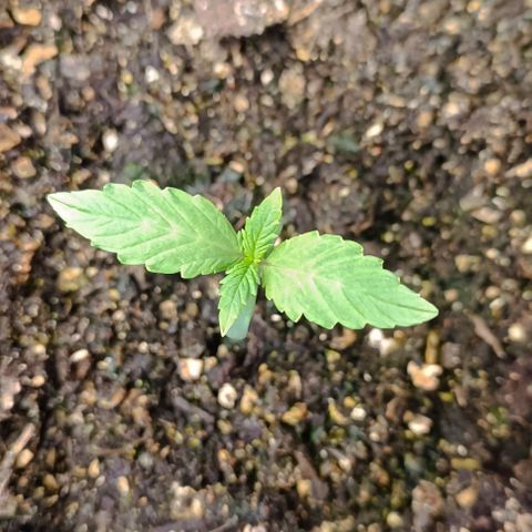 Wedding Cake Auto #03. 02 growlog timeline photo