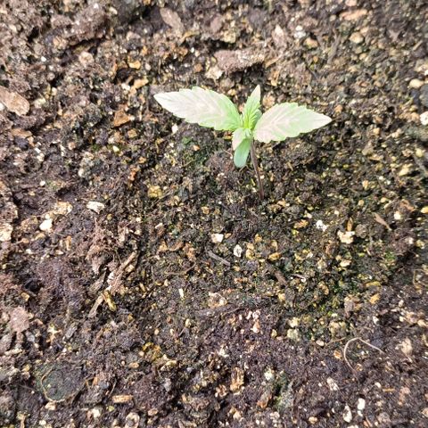 Wedding Cake Auto #03. 02 growlog timeline photo