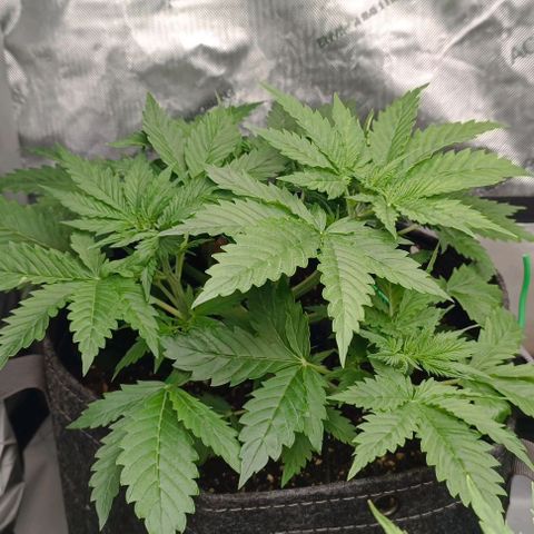Purple Haze Auto #01. 10 growlog timeline photo
