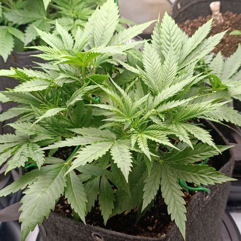 Purple Haze Auto #02. 06 growlog timeline photo