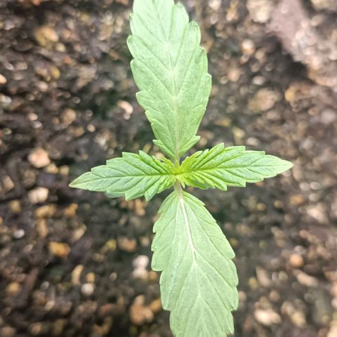 Wedding Cake Auto #03. 02 growlog timeline photo
