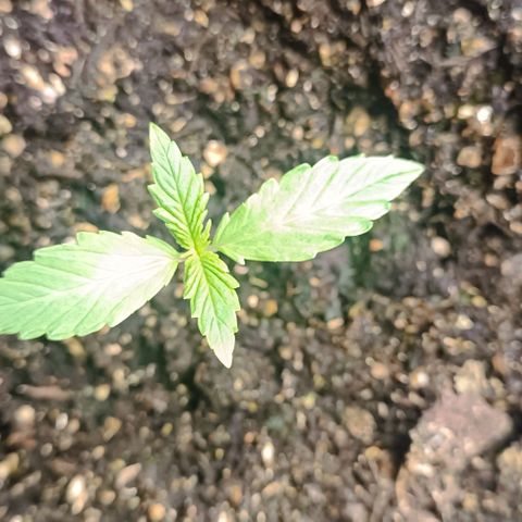 Wedding Cake Auto #03. 02 growlog timeline photo