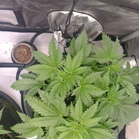 Purple Haze Auto #01. 10 growlog timeline photo