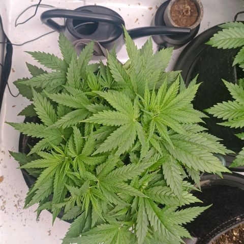 Purple Haze Auto #02. 06 growlog timeline photo