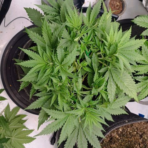 Purple Haze Auto #02. 06 growlog timeline photo