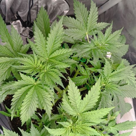 Purple Haze Auto #01. 10 growlog timeline photo