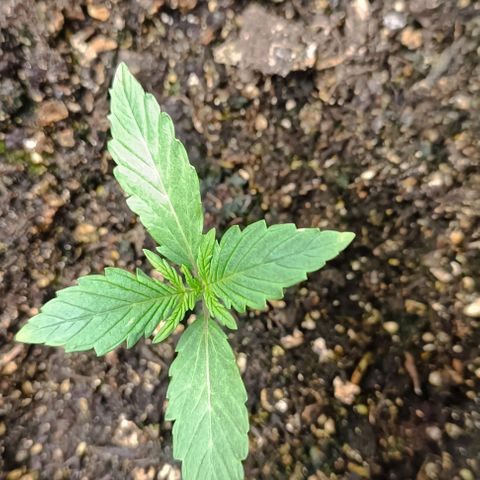 Wedding Cake Auto #03. 02 growlog timeline photo