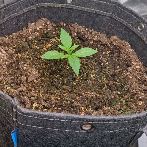Wedding Cake Auto #03. 02 growlog timeline photo