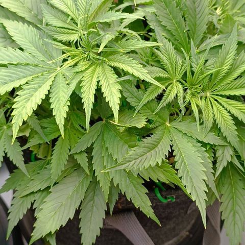 Purple Haze Auto #02. 06 growlog timeline photo