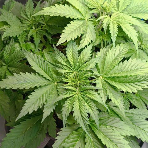 Purple Haze Auto #01. 10 growlog timeline photo
