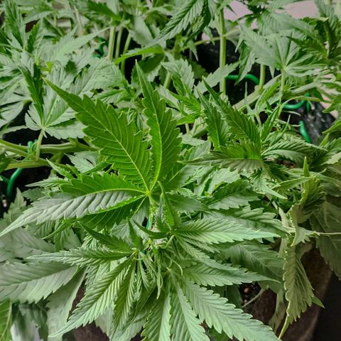 Purple Haze Auto #02. 06 growlog timeline photo