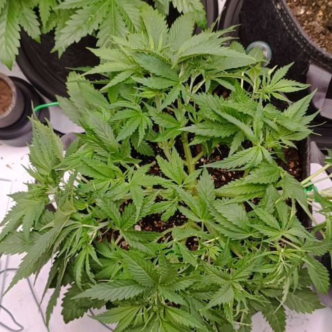 Purple Haze Auto #02. 06 growlog timeline photo