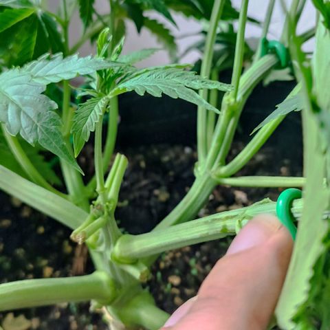 Purple Haze Auto #02. 06 growlog timeline photo