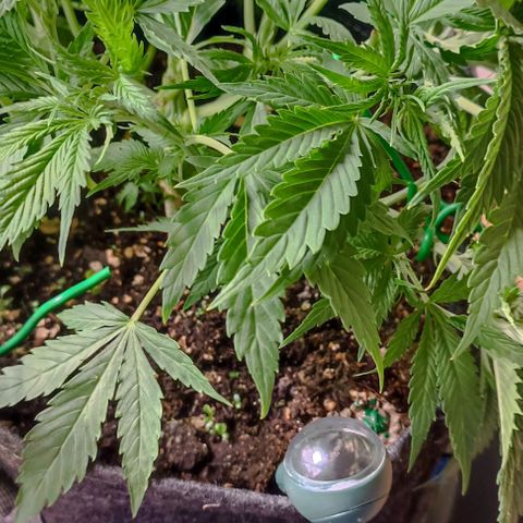 Purple Haze Auto #02. 06 growlog timeline photo