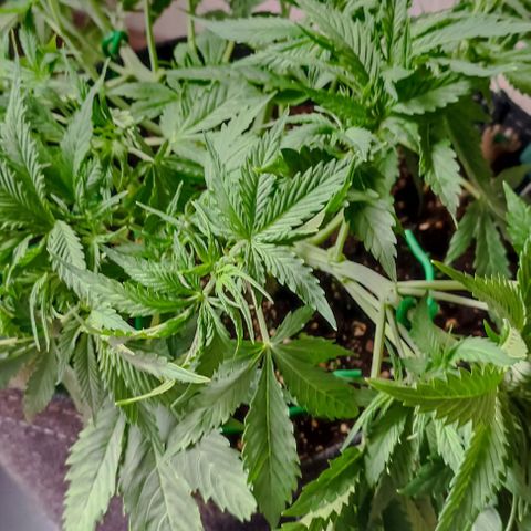 Purple Haze Auto #02. 06 growlog timeline photo