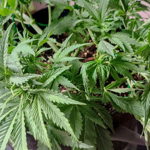 Purple Haze Auto #02. 06 growlog timeline photo