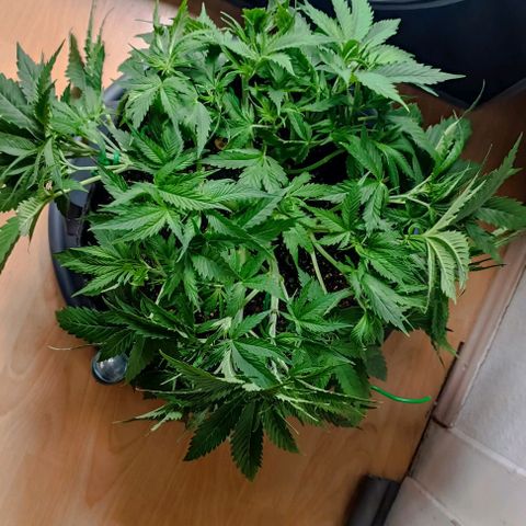 Purple Haze Auto #02. 06 growlog timeline photo