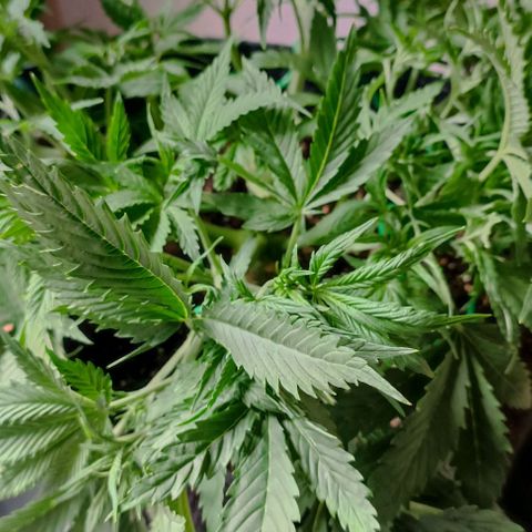 Purple Haze Auto #02. 06 growlog timeline photo